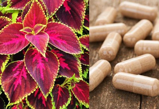 Forskolin Benefits